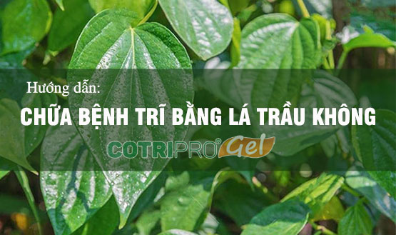 #4 Cách chữa bệnh trĩ bằng lá trầu không hiệu quả tại nhà