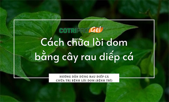 Cách chữa lòi dom bằng rau diếp cá đơn giản hiệu quả