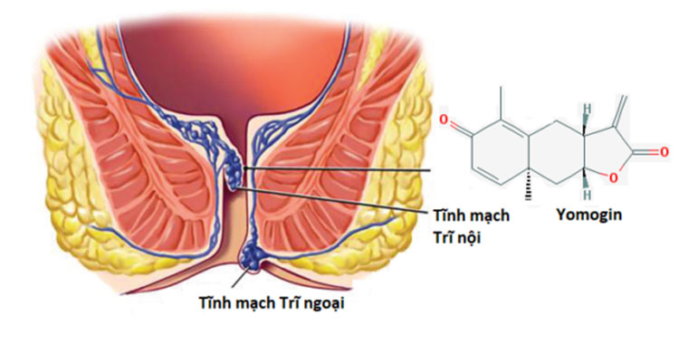 Y học hiện đại dùng Ngải cứu ngăn bệnh Trĩ bằng cách nào? 1