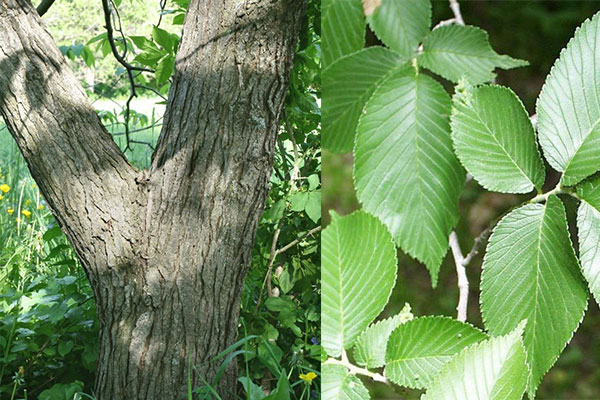  Slippery Elm thảo dược quý của vùng Bắc Mỹ 1