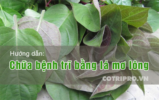 #5 Cách chữa bệnh trĩ bằng lá mơ hiệu quả an toàn tại nhà