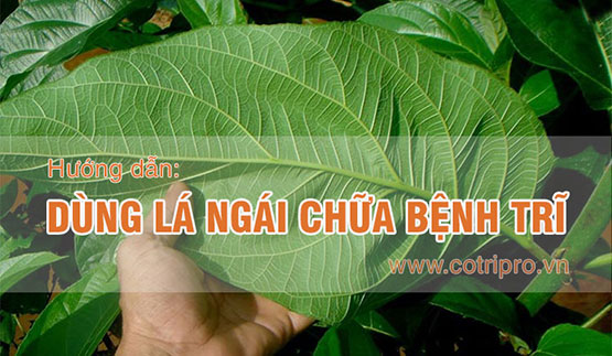 #6 Cách dùng Lá ngái chữa bệnh trĩ an toàn hiệu quả tại nhà