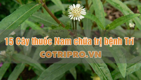 #15 Cây Thuốc Nam Chữa Bệnh Trĩ Hiệu Quả An Toàn