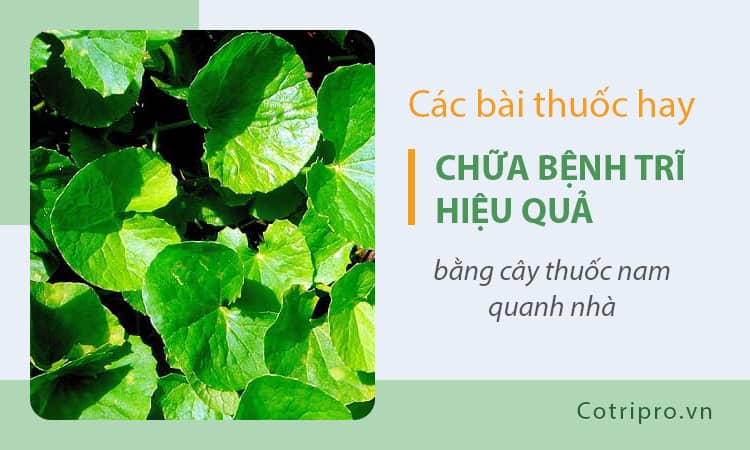 #18 cách chữa bệnh trĩ bằng phương pháp dân gian đơn giản