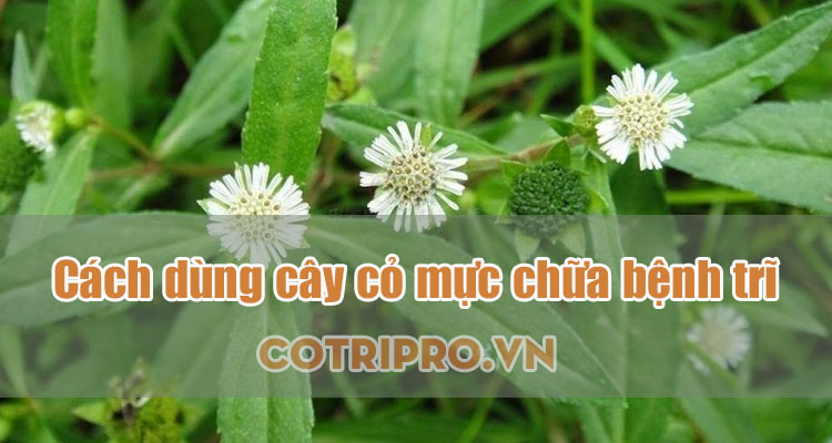 cây cỏ mực chữa bệnh trĩ