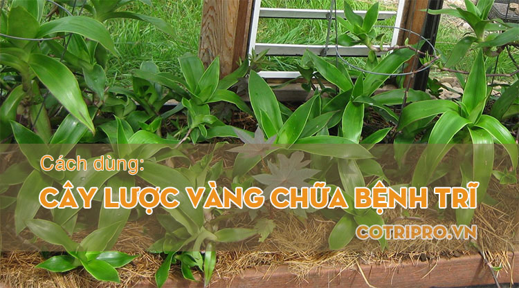 cây lược vàng chữa bệnh trĩ