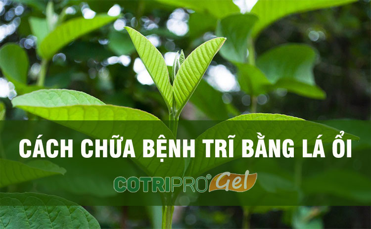 chữa bệnh trĩ bằng lá ổi