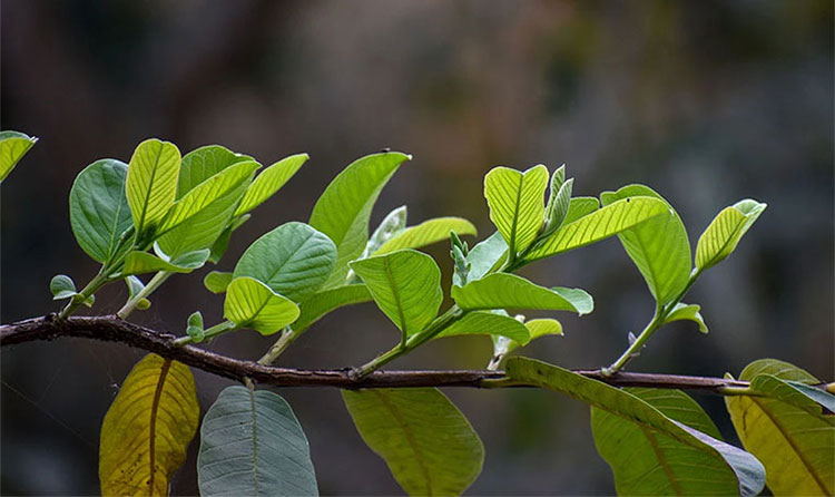 chữa bệnh trĩ bằng lá ổi