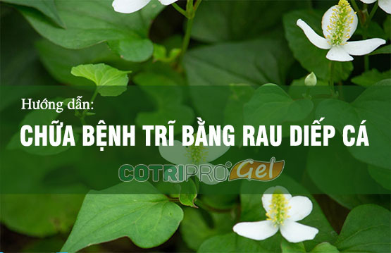 #7 Cách chữa bệnh trĩ bằng rau diếp cá đơn giản tại nhà