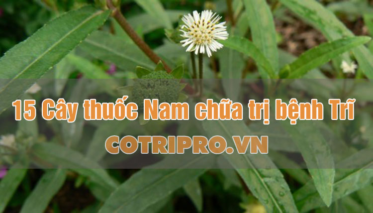 bị trĩ nhẹ có tự khỏi được không