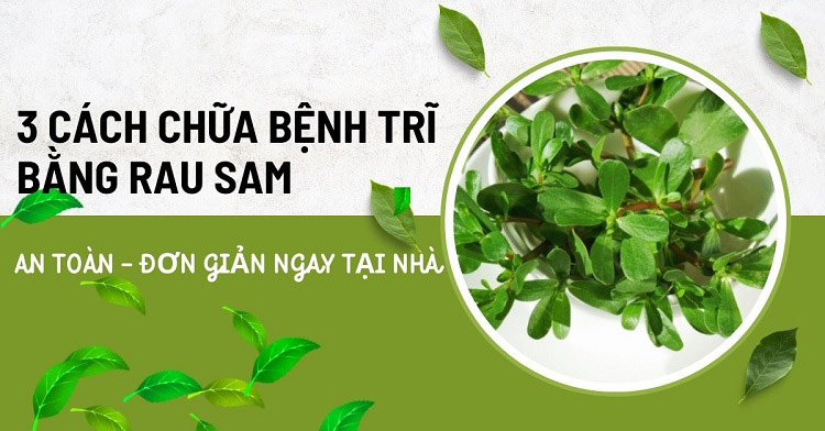 Cách chữa bệnh trĩ bằng rau sam đơn giản, hiệu quả tại nhà 