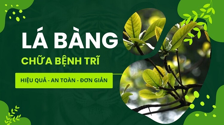 Lá bàng chữa bệnh trĩ có hiệu quả không? #6 cách thực hiện