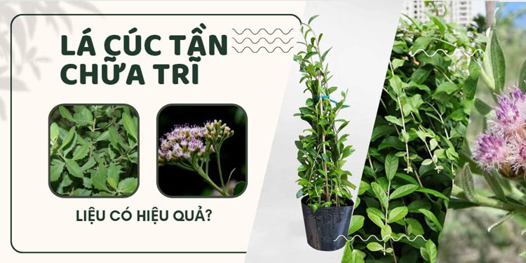 Cúc tần chữa bệnh trĩ