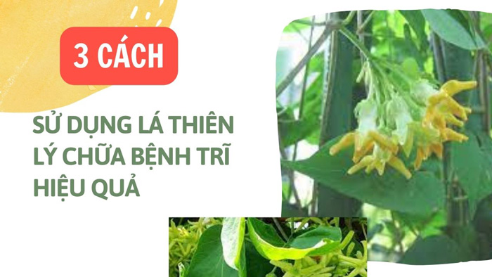 #3 Cách Dùng Lá Thiên Lý Chữa Bệnh Trĩ Tại Nhà Hiệu Quả