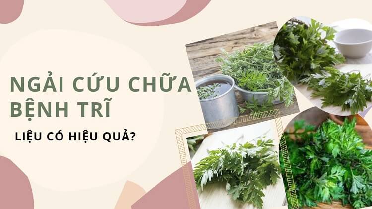 Ngải cứu chữa bệnh trĩ