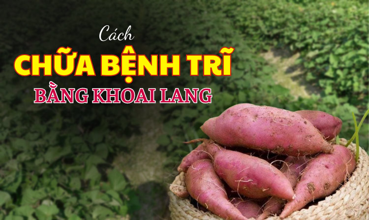 Chữa bệnh trĩ bằng khoai lang