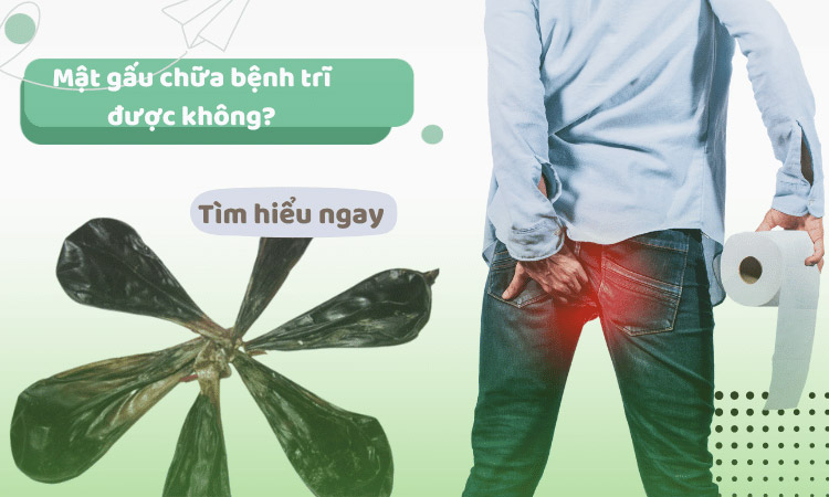 Mật gấu chữa bệnh trĩ