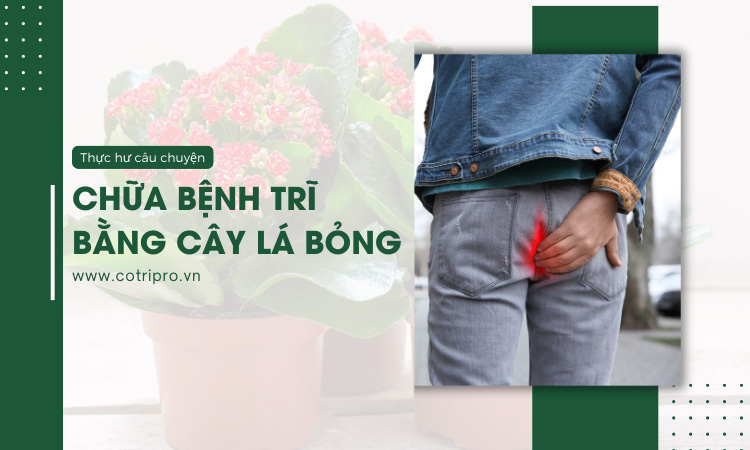 Cây Lá Bỏng Chữa Bệnh Trĩ Có An Toàn Hiệu Quả Không?